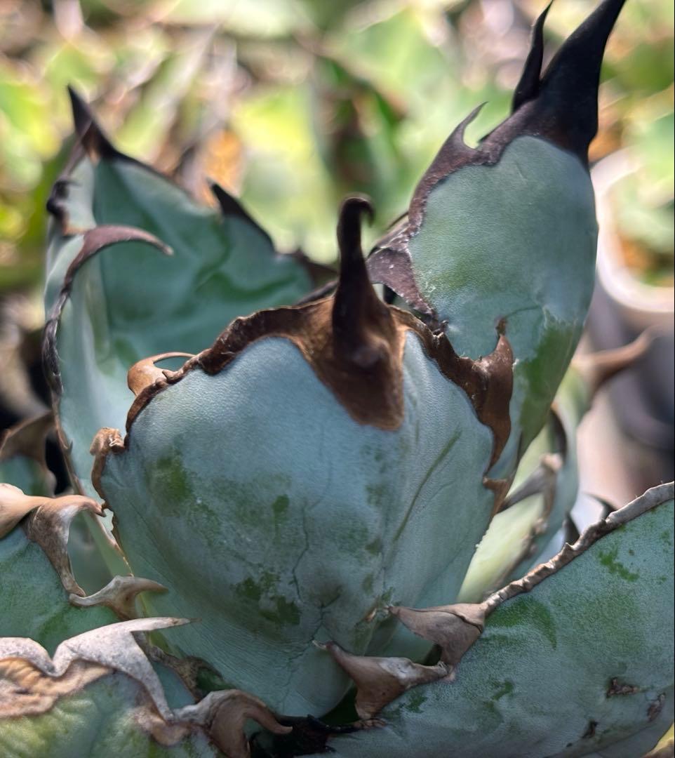 実生 チタノタブルー 検索)オアハカ オテロイ アガベ fo-076 ホリダ