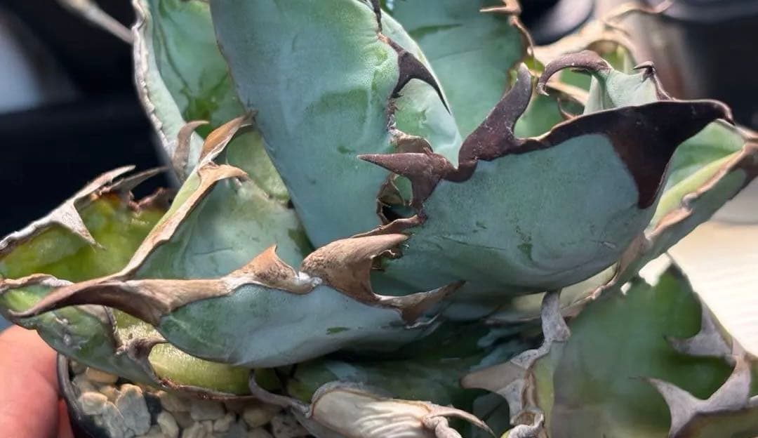 実生 チタノタブルー 検索)オアハカ オテロイ アガベ fo-076 ホリダ