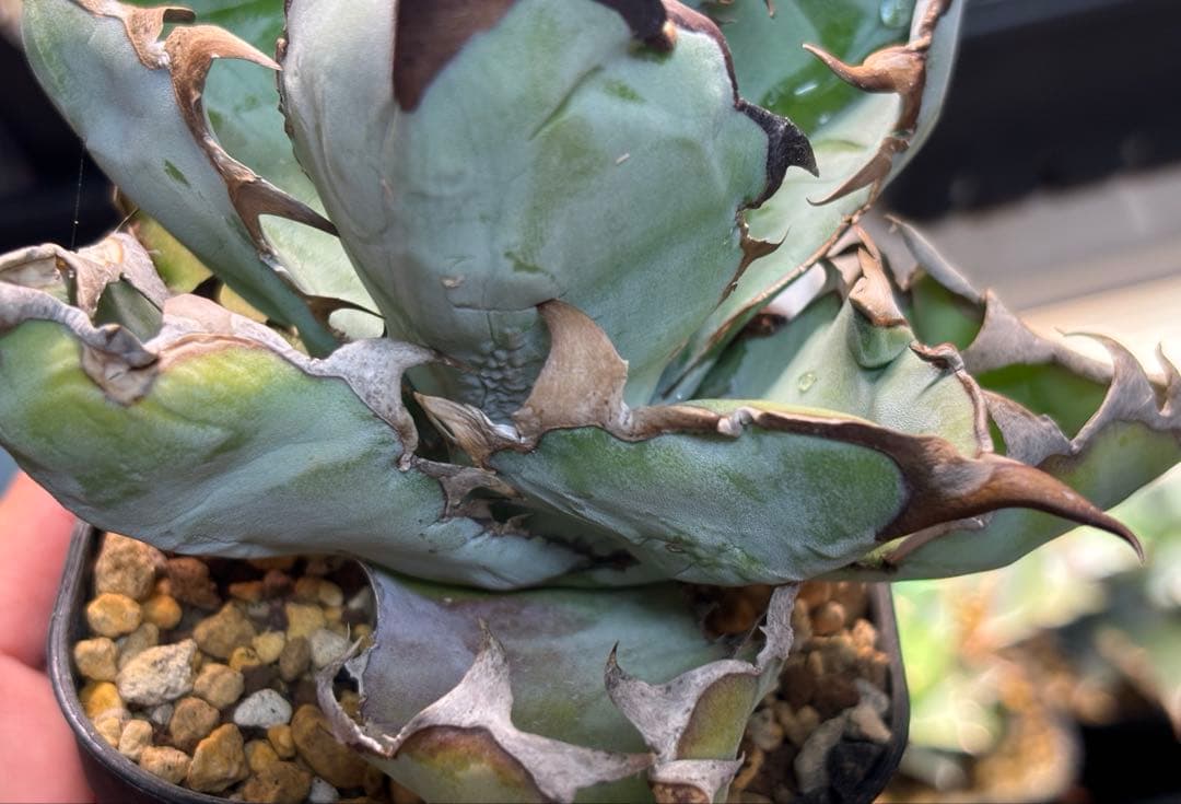 実生 チタノタブルー 検索)オアハカ オテロイ アガベ fo-076 ホリダ