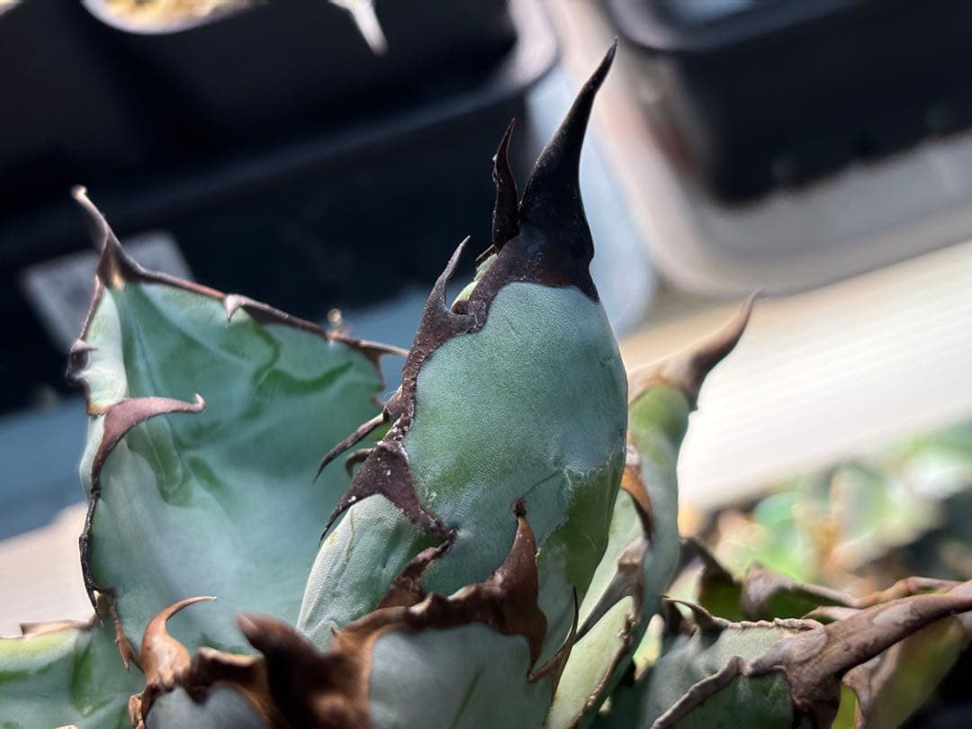 実生 チタノタブルー 検索)オアハカ オテロイ アガベ fo-076 ホリダ