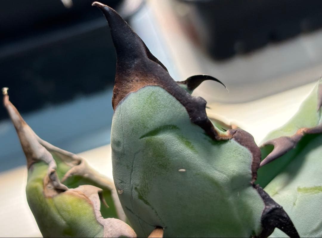 実生 チタノタブルー 検索)オアハカ オテロイ アガベ fo-076 ホリダ