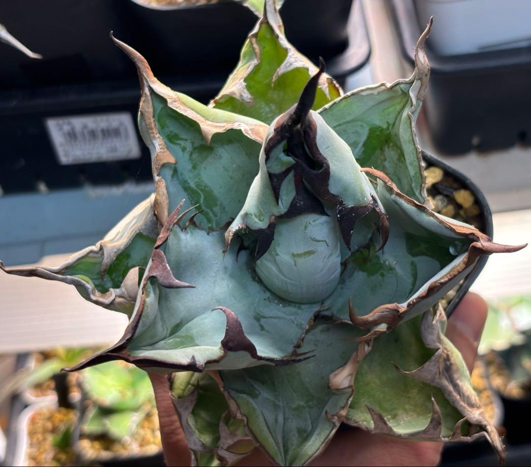 実生 チタノタブルー 検索)オアハカ オテロイ アガベ fo-076 ホリダ