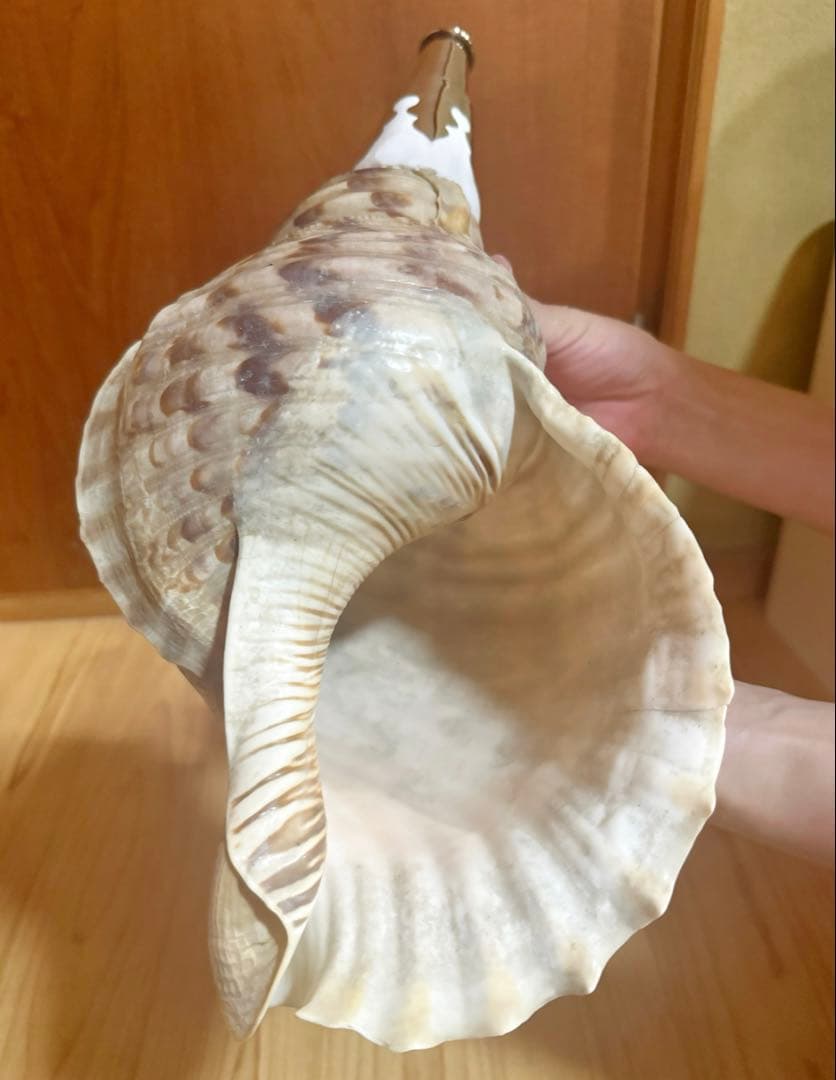 大型修験道法螺貝39㎝　山伏　密教　魔除け　熊よけ❣️ホラガイ　ほら貝
