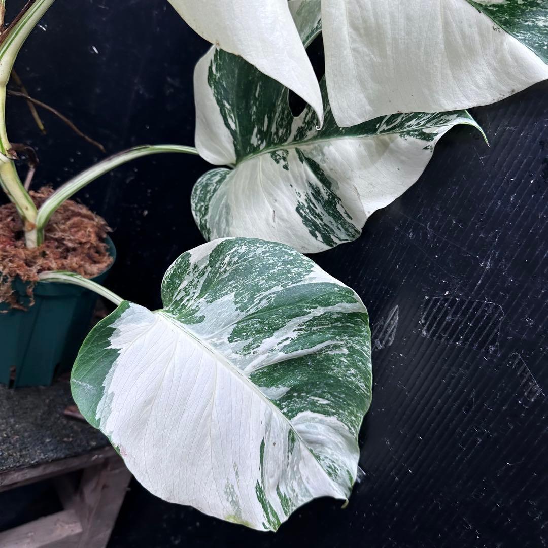 む*な様 斑入りモンステラ ホワイトタイガー極美大株62cm白斑多