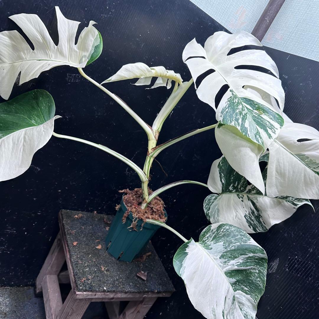 む*な様 斑入りモンステラ ホワイトタイガー極美大株62cm白斑多