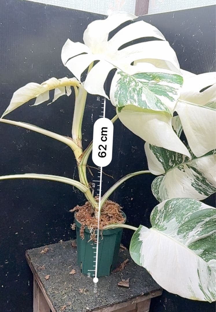 む*な様 斑入りモンステラ ホワイトタイガー極美大株62cm白斑多