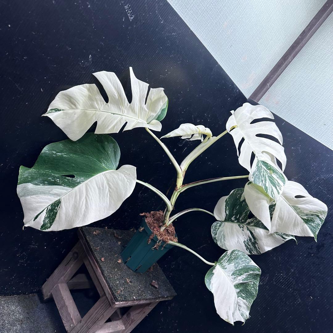 む*な様 斑入りモンステラ ホワイトタイガー極美大株62cm白斑多