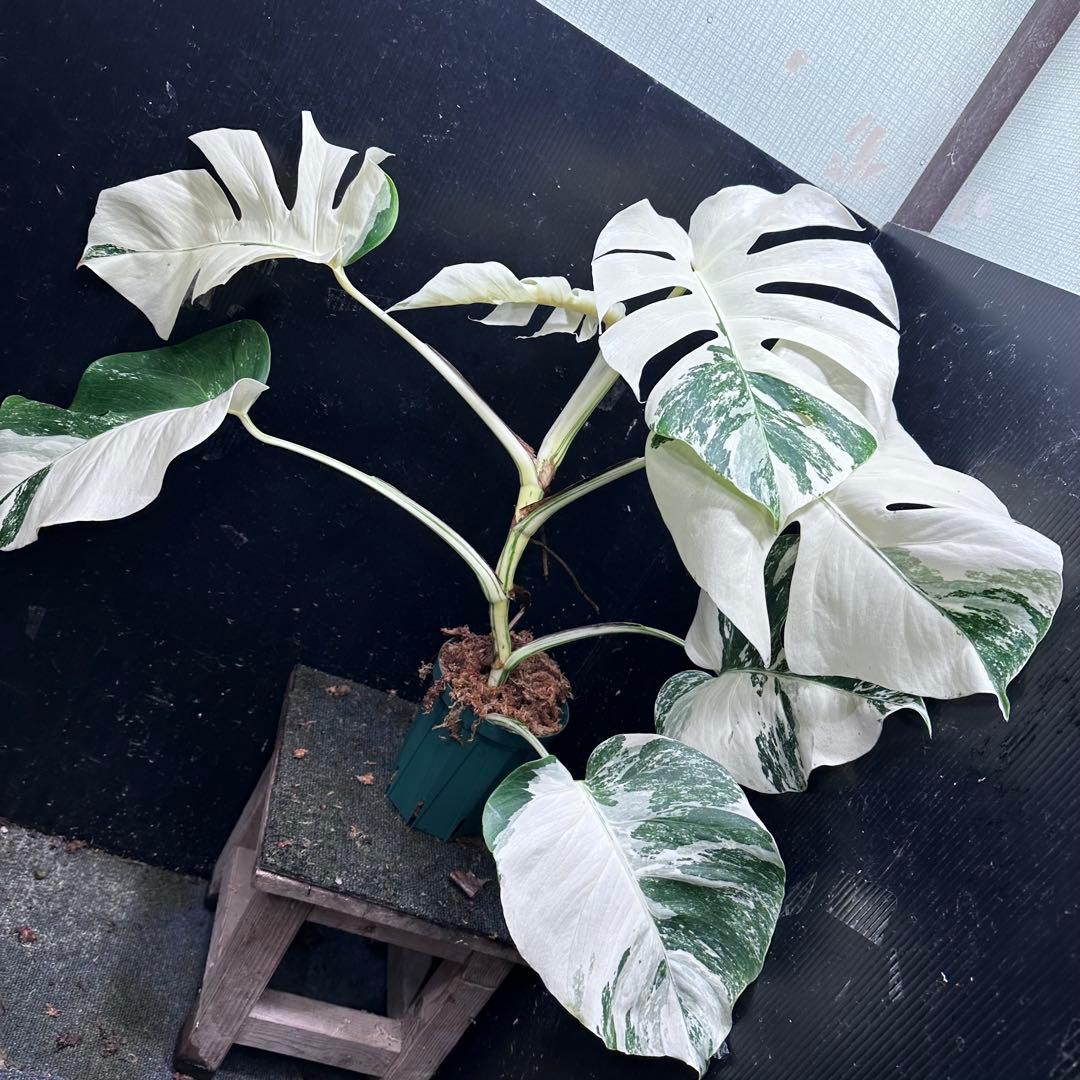 む*な様 斑入りモンステラ ホワイトタイガー極美大株62cm白斑多