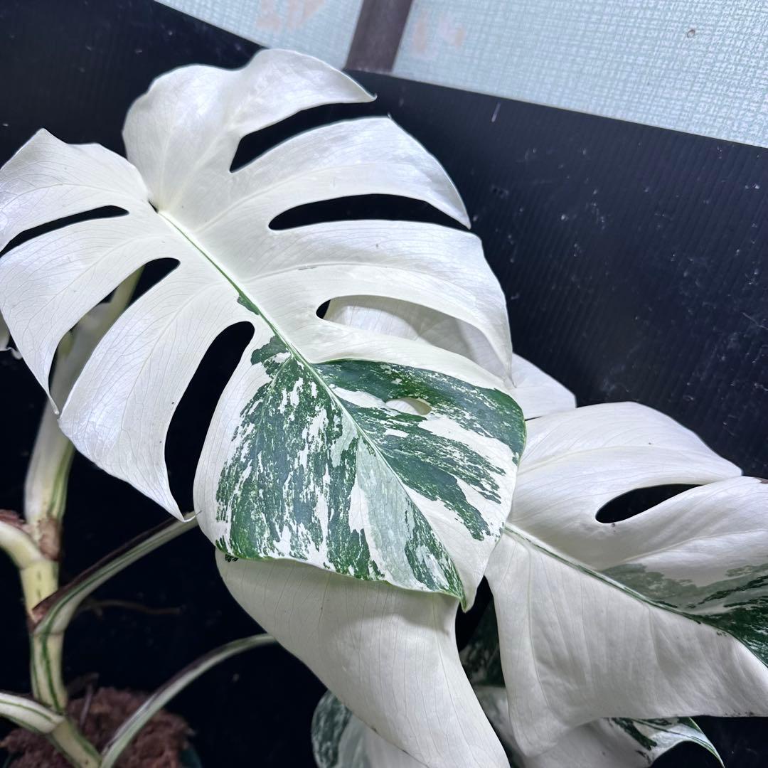む*な様 斑入りモンステラ ホワイトタイガー極美大株62cm白斑多