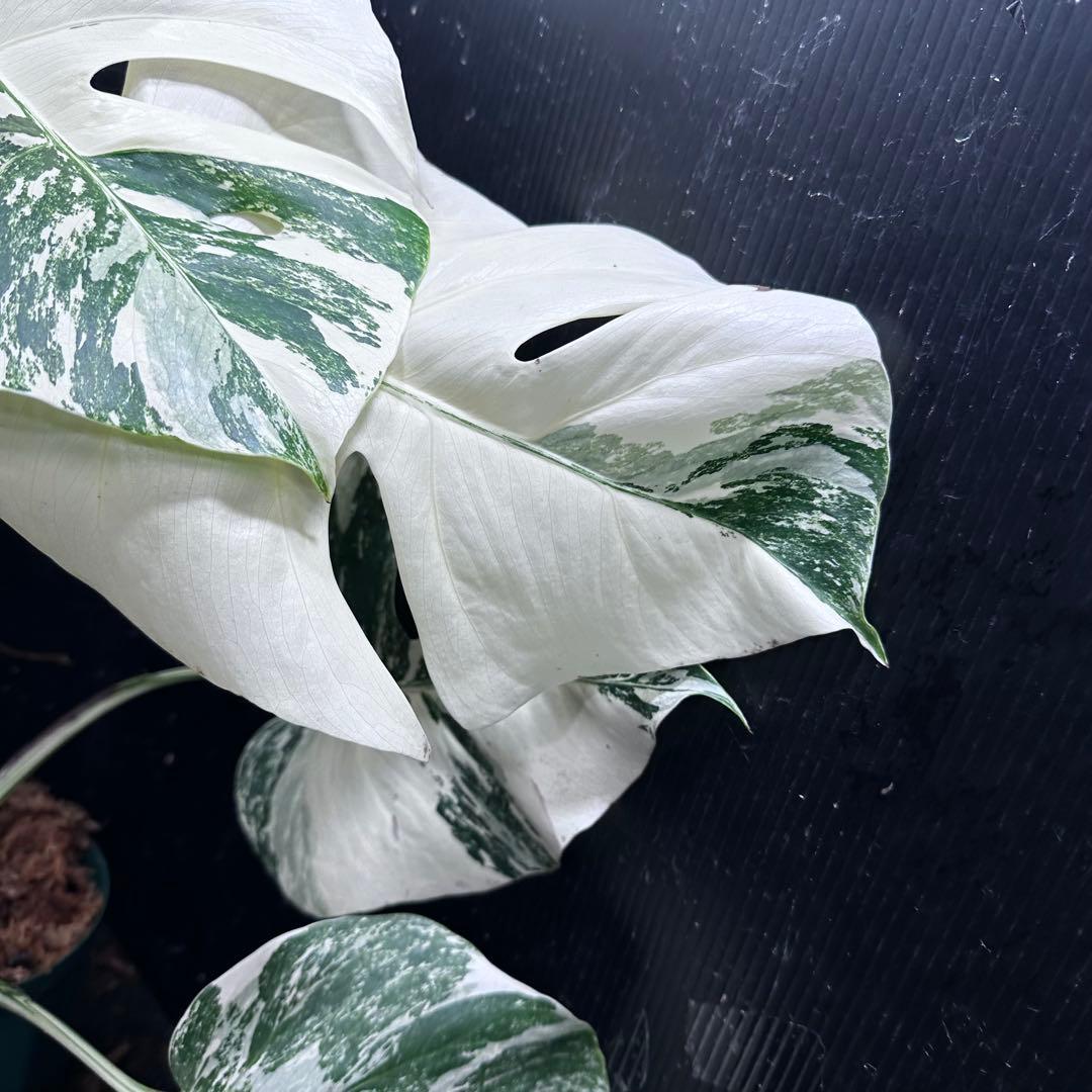 む*な様 斑入りモンステラ ホワイトタイガー極美大株62cm白斑多