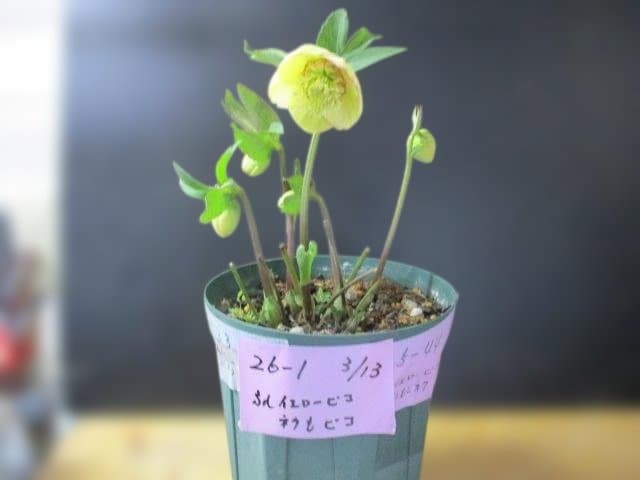 26ー1クリスマスローズ 開花株　 ｓｄイエローピコテェーネクもピコ