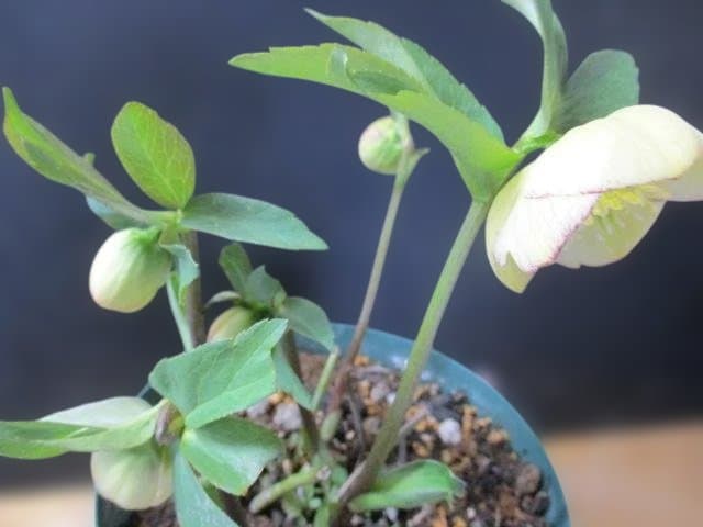 26ー1クリスマスローズ 開花株　 ｓｄイエローピコテェーネクもピコ