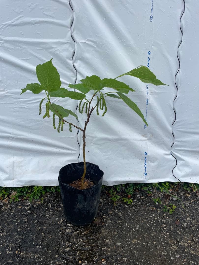 長果桑 ちょうかそう 接木苗 結実中