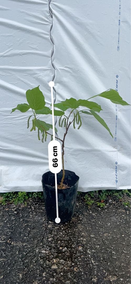 長果桑 ちょうかそう 接木苗 結実中