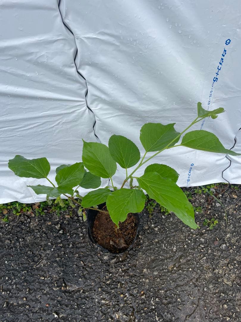 長果桑 ちょうかそう 接木苗 結実中