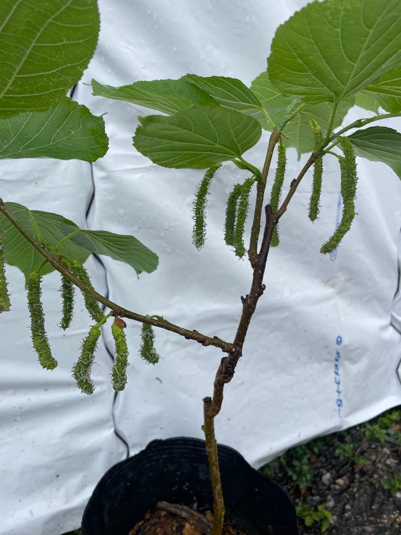 長果桑 ちょうかそう 接木苗 結実中