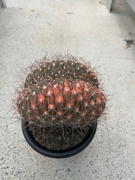 ギムノカリキウム尾形丸　綴化　大型