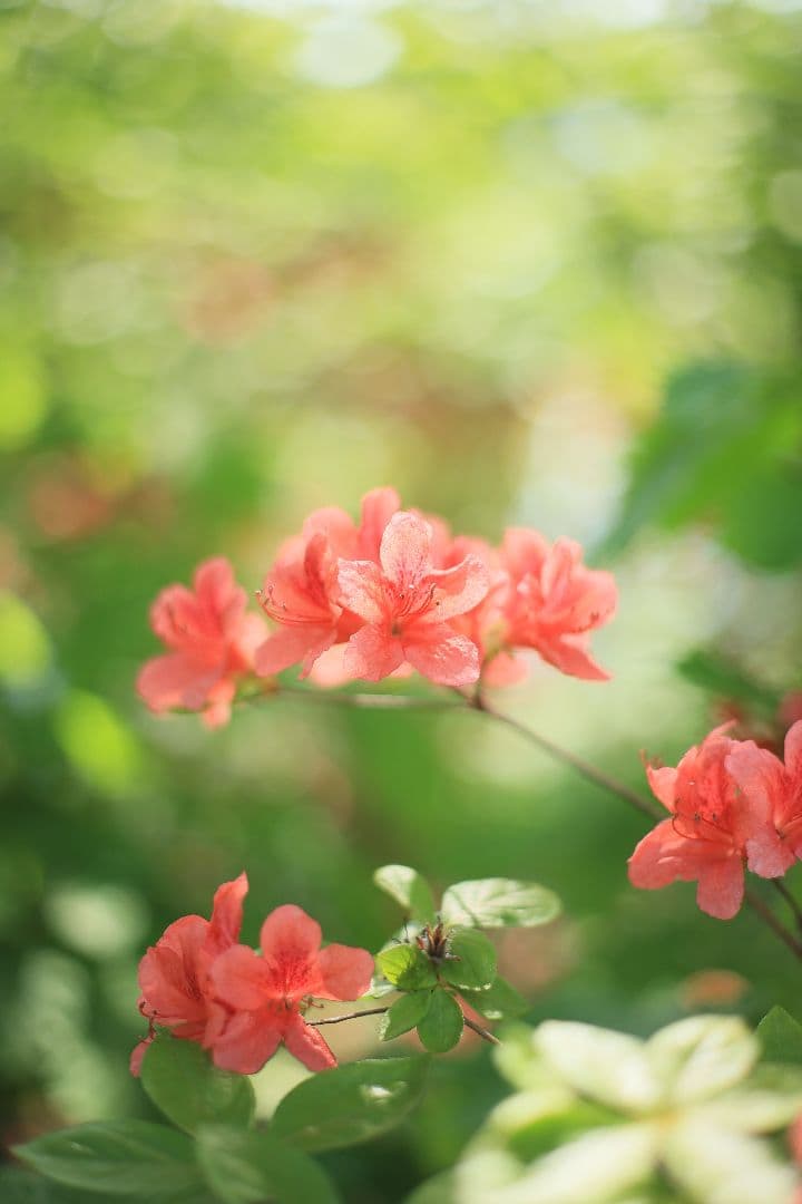 《希少》RICOH XR RIKENON 50mm F1.7 初期型 【良品】