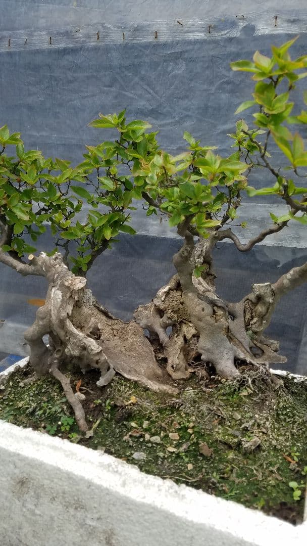 多幹盆栽 白い鉢山ツツジ株がかなりいい感じですオススメです