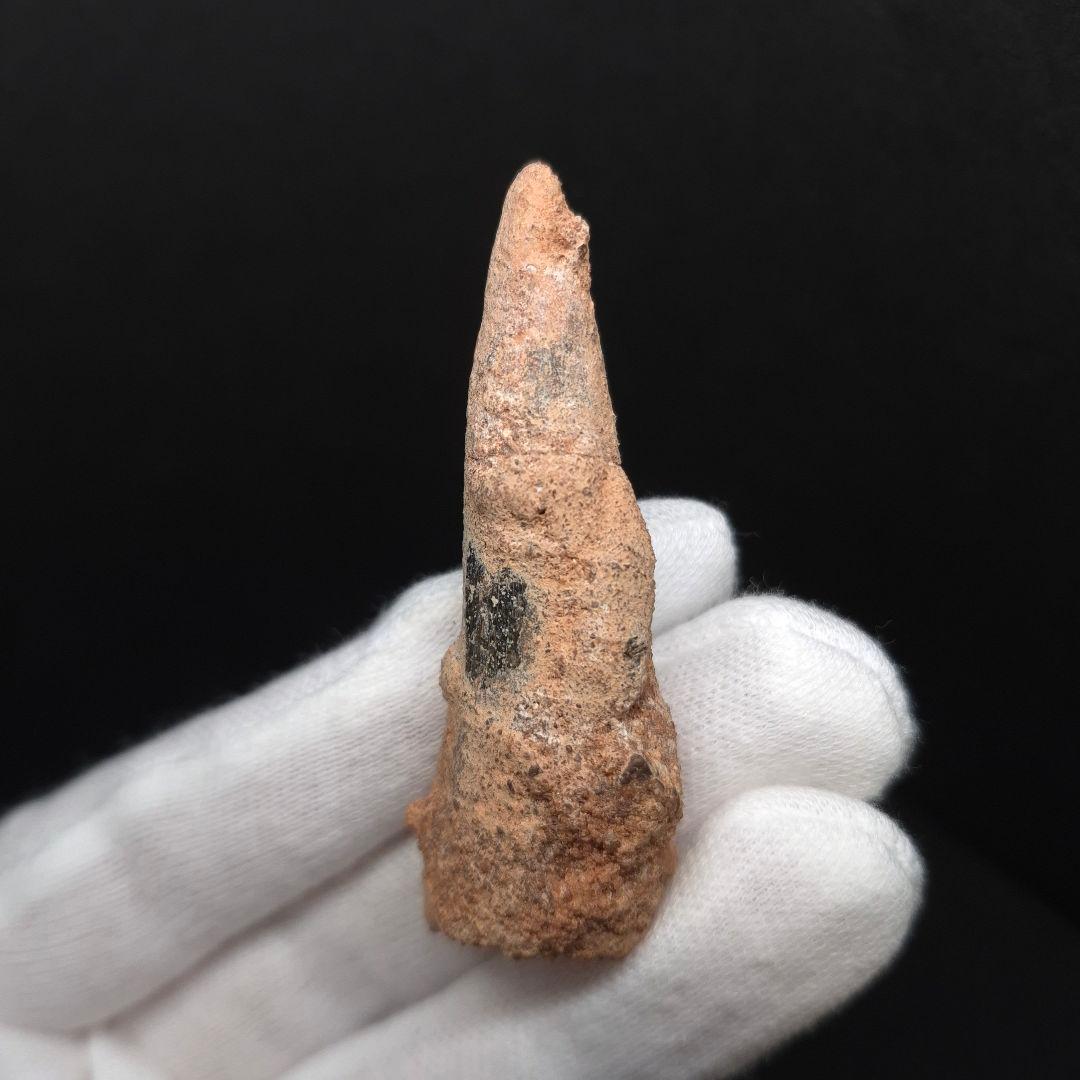 スピノサウルス 本物 モロッコ産 62.26mm sp499