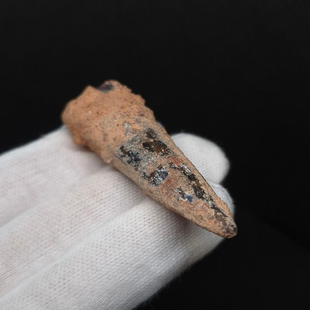 スピノサウルス 本物 モロッコ産 62.26mm sp499