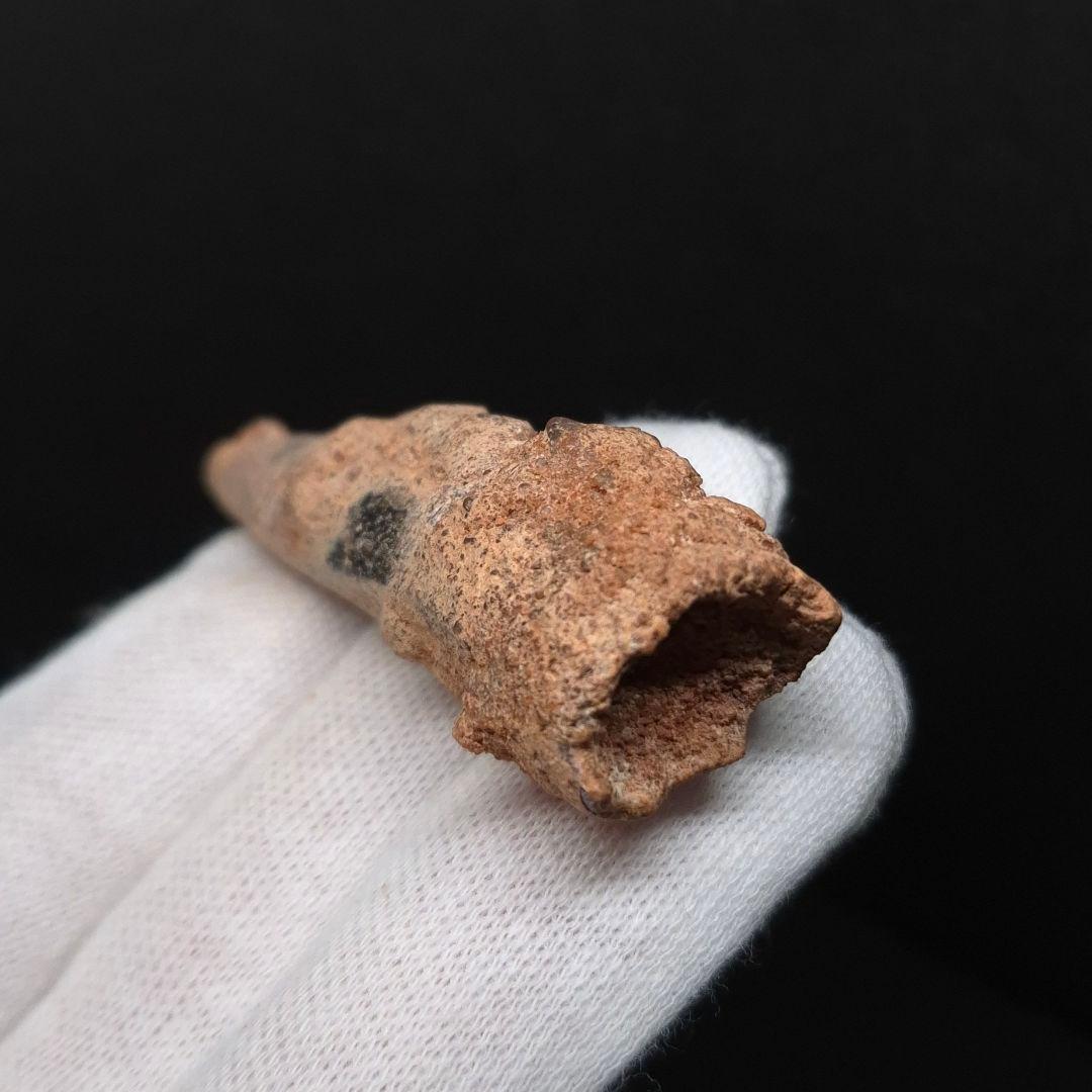 スピノサウルス 本物 モロッコ産 62.26mm sp499