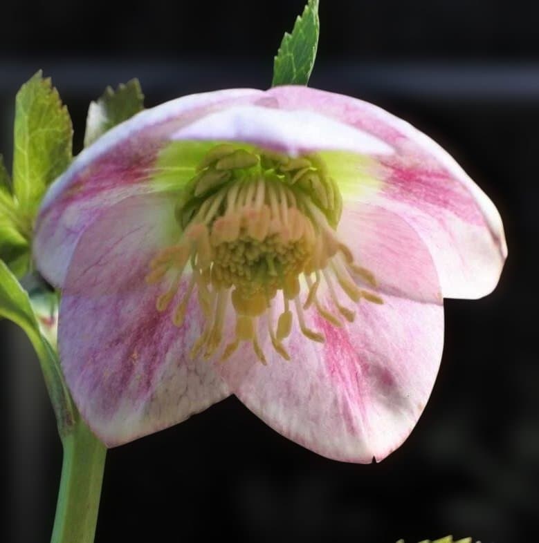 大和園　パステリッシュストレイン＆ホワイトダブル　2点セット