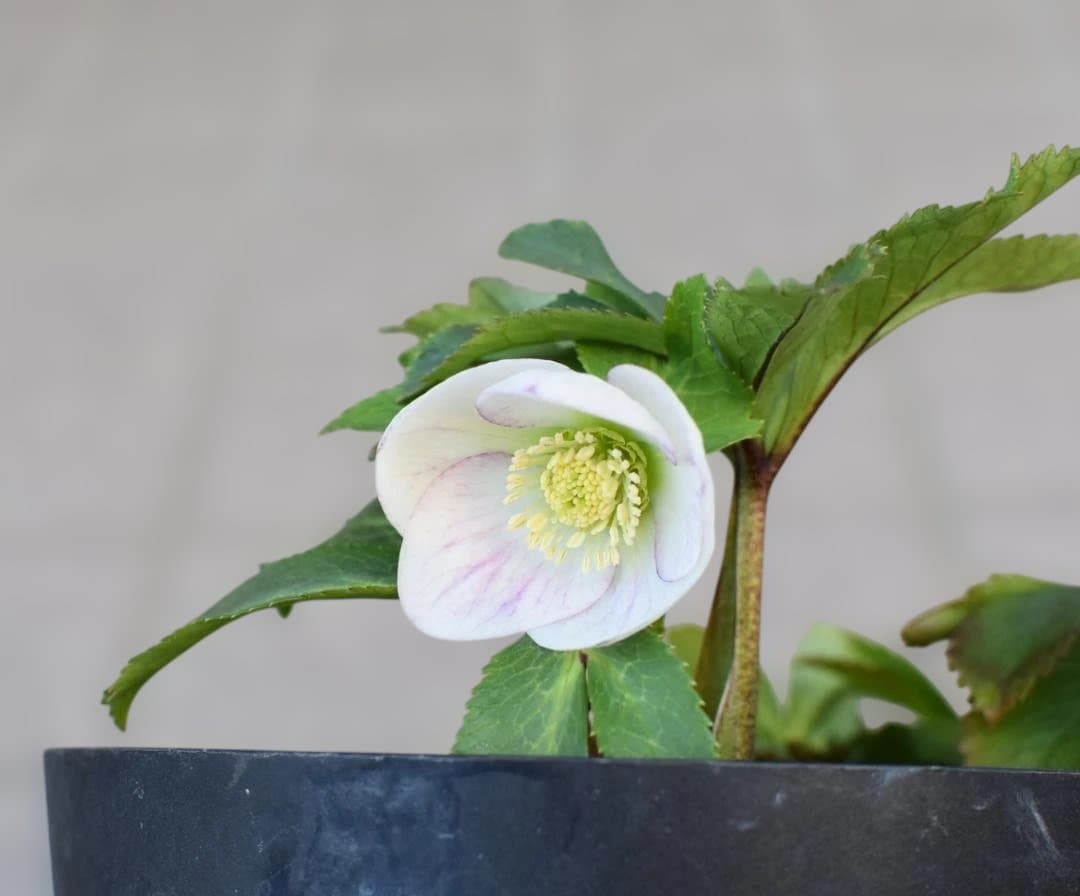 大和園　パステリッシュストレイン＆ホワイトダブル　2点セット