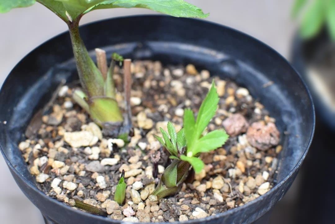 大和園　パステリッシュストレイン＆ホワイトダブル　2点セット