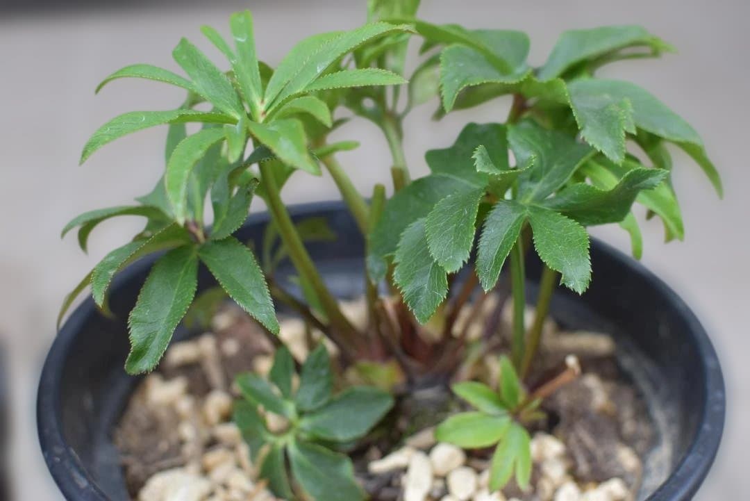 大和園　パステリッシュストレイン＆ホワイトダブル　2点セット