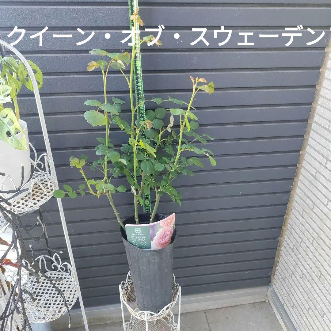 クイーン・オブ・スウェーデン 大苗5号鉢イングリッシュローズシュラブローズバラ苗