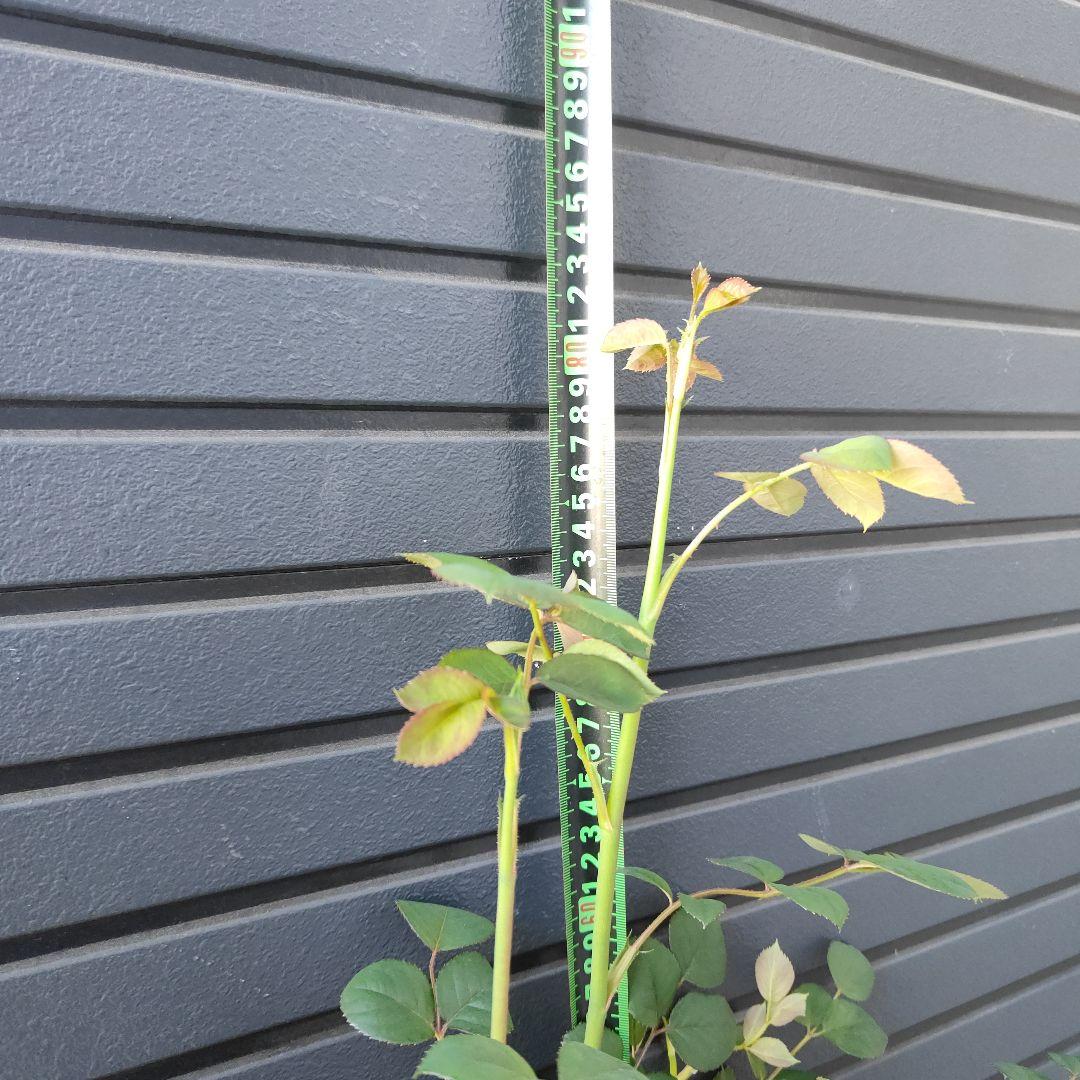 クイーン・オブ・スウェーデン 大苗5号鉢イングリッシュローズシュラブローズバラ苗