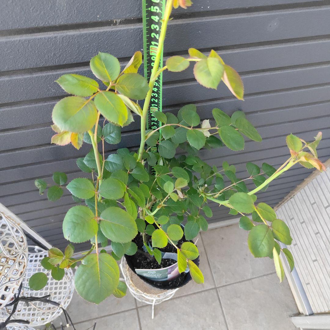 クイーン・オブ・スウェーデン 大苗5号鉢イングリッシュローズシュラブローズバラ苗