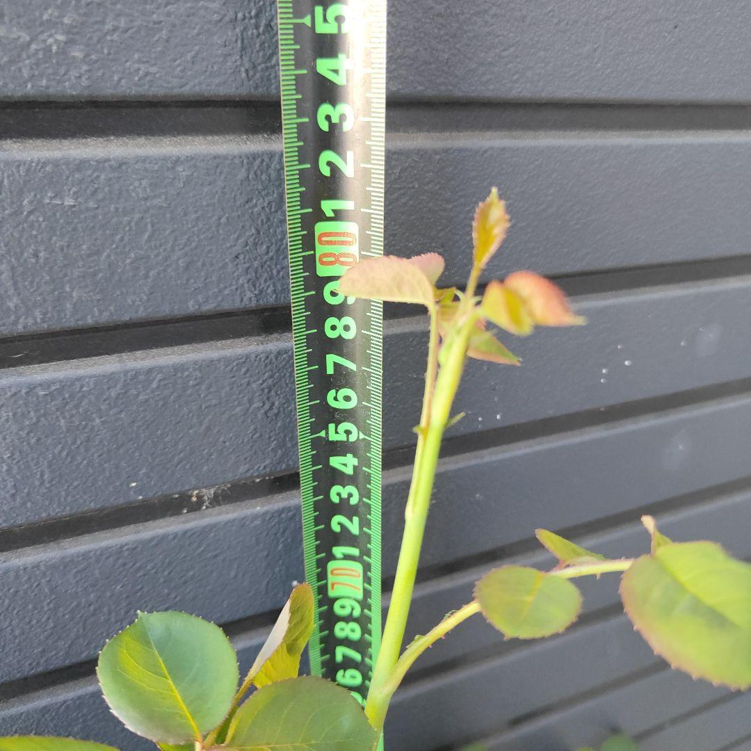 クイーン・オブ・スウェーデン 大苗5号鉢イングリッシュローズシュラブローズバラ苗