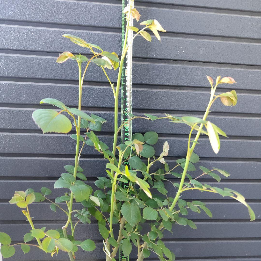 クイーン・オブ・スウェーデン 大苗5号鉢イングリッシュローズシュラブローズバラ苗