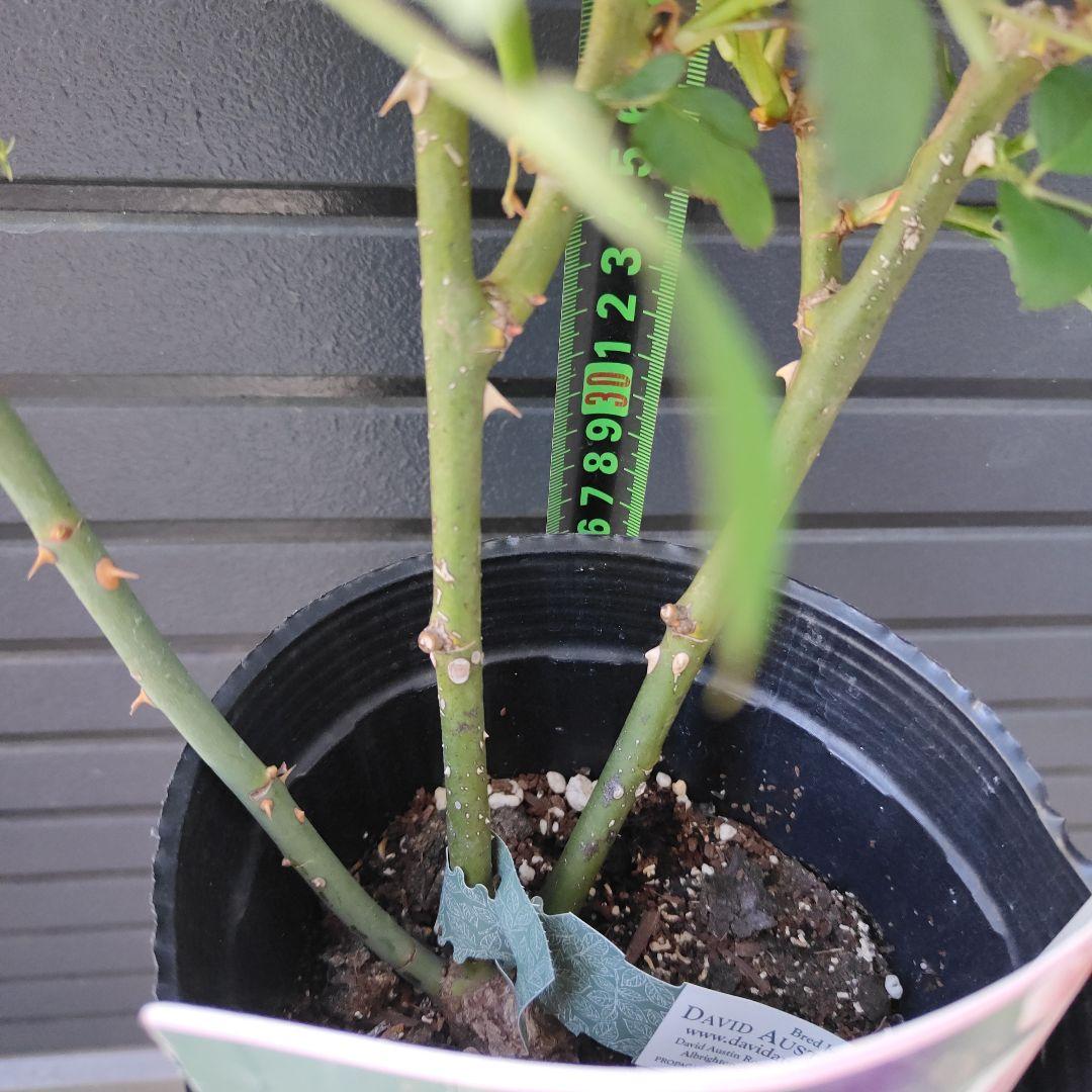 クイーン・オブ・スウェーデン 大苗5号鉢イングリッシュローズシュラブローズバラ苗