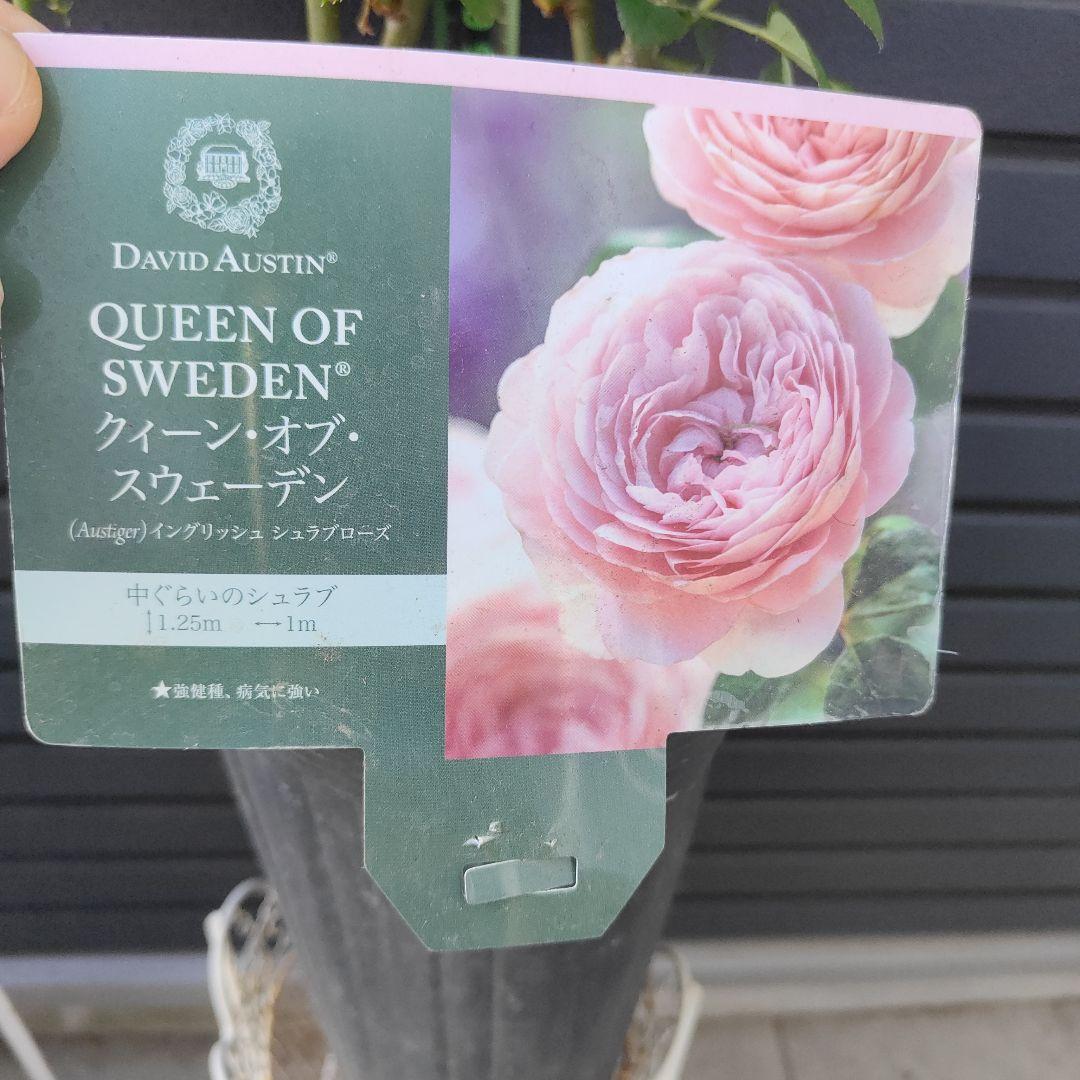 クイーン・オブ・スウェーデン 大苗5号鉢イングリッシュローズシュラブローズバラ苗