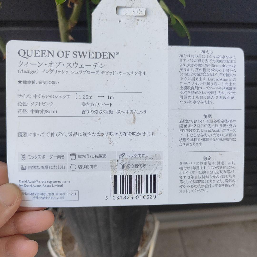 クイーン・オブ・スウェーデン 大苗5号鉢イングリッシュローズシュラブローズバラ苗
