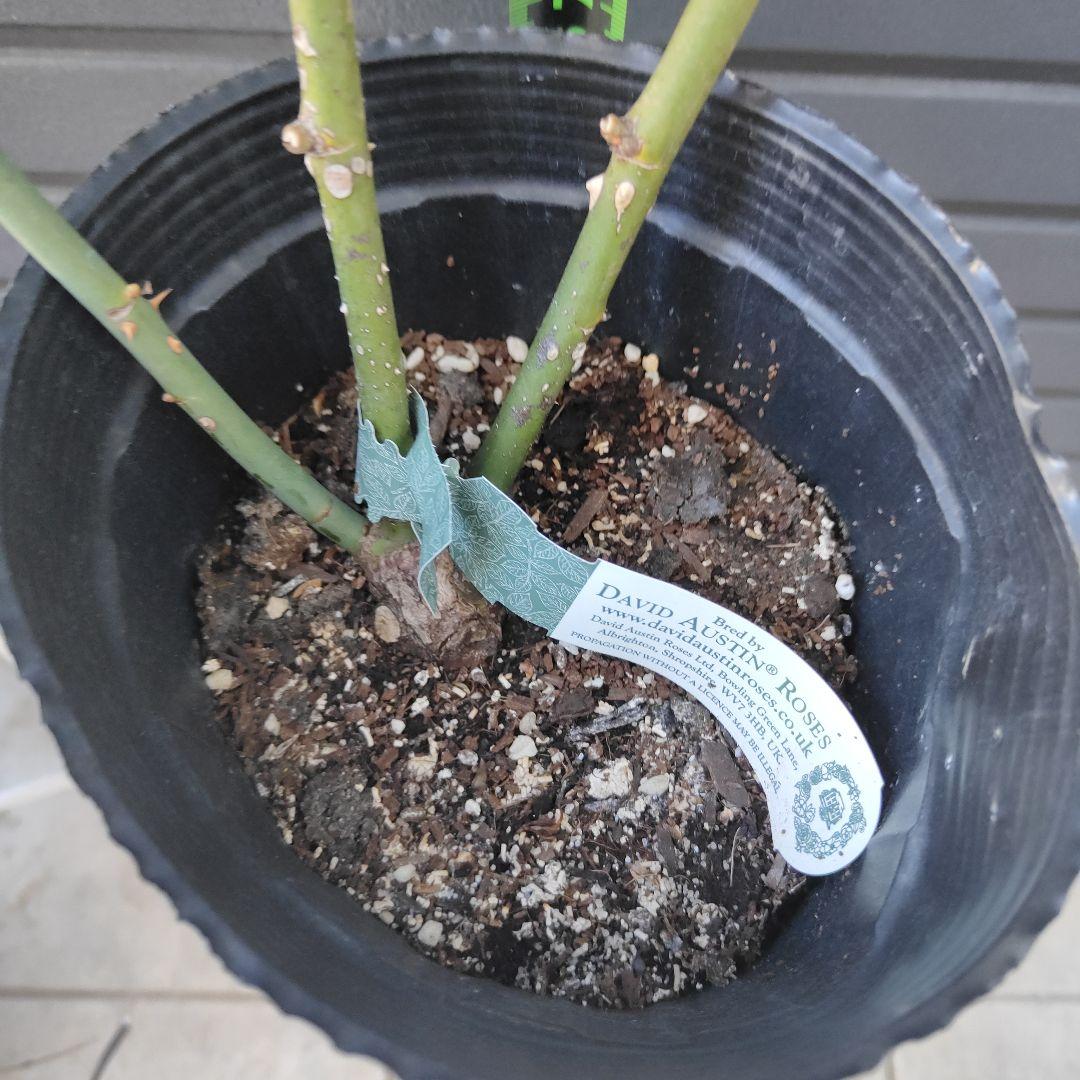 クイーン・オブ・スウェーデン 大苗5号鉢イングリッシュローズシュラブローズバラ苗