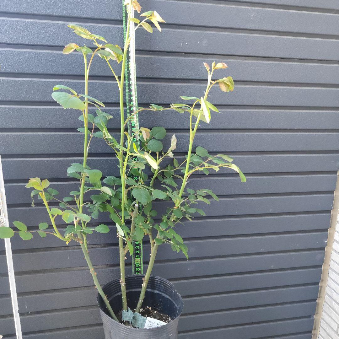 クイーン・オブ・スウェーデン 大苗5号鉢イングリッシュローズシュラブローズバラ苗