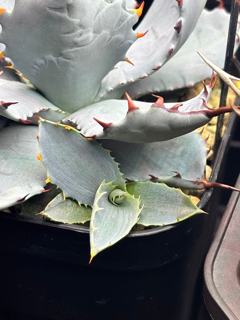 も*ゃ様 アガベ 激怒之舞 ハイブリッド 子株 陽炎 特白 ⑤