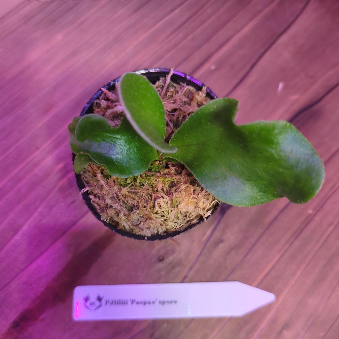 【期間限定出品】胞子培養9株セット/ビカクシダ