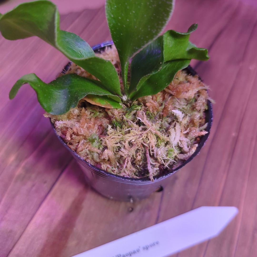 【期間限定出品】胞子培養9株セット/ビカクシダ