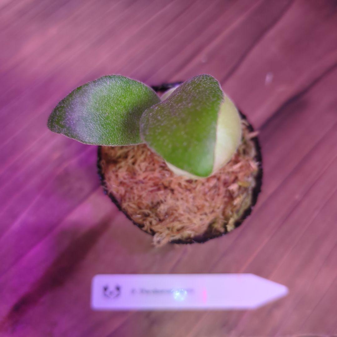 【期間限定出品】胞子培養9株セット/ビカクシダ