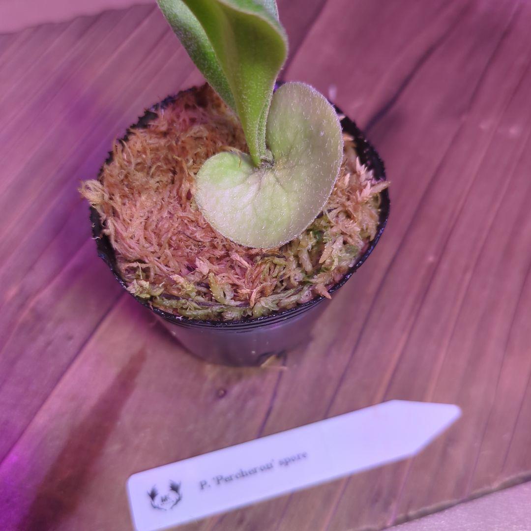 【期間限定出品】胞子培養9株セット/ビカクシダ