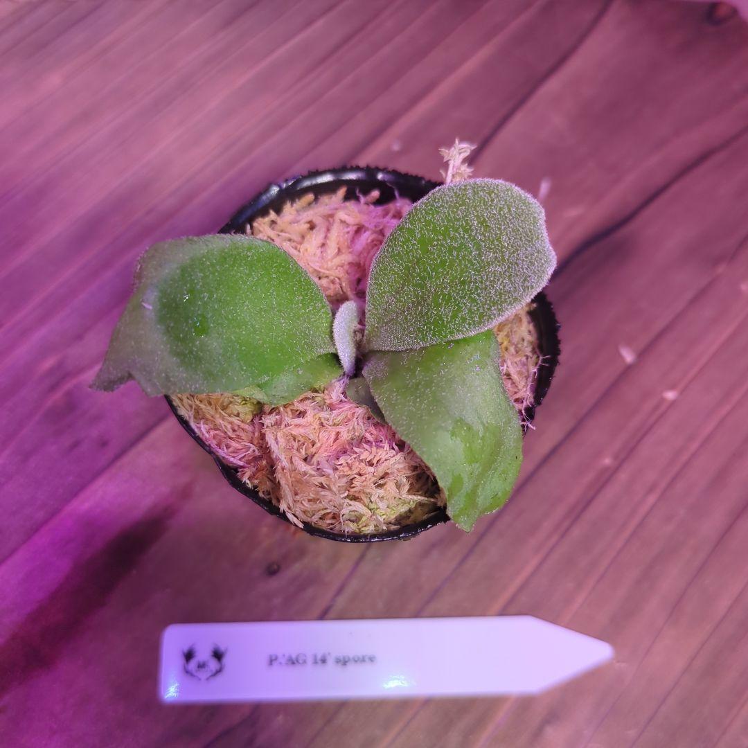 【期間限定出品】胞子培養9株セット/ビカクシダ