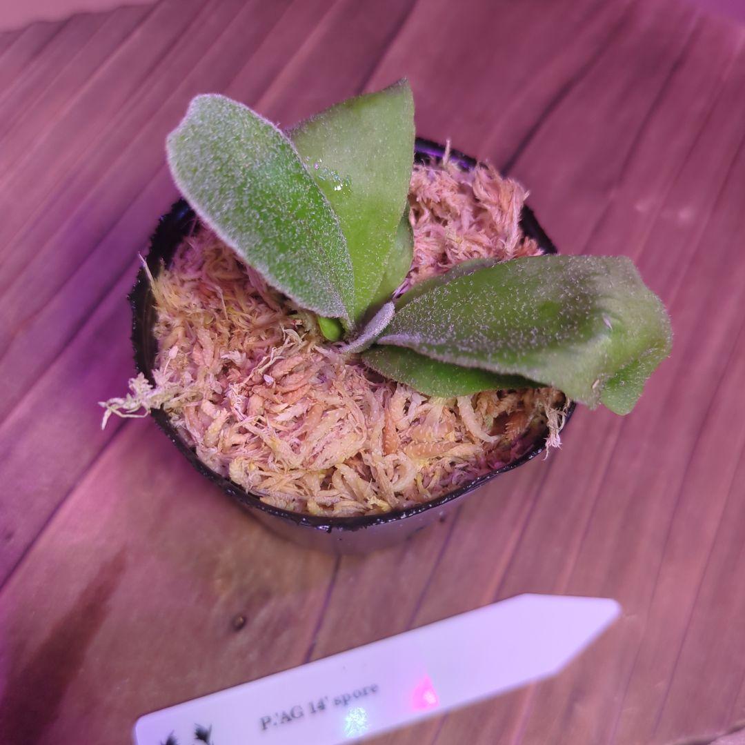 【期間限定出品】胞子培養9株セット/ビカクシダ