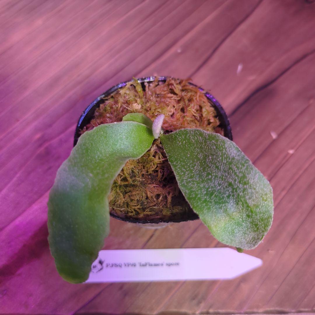 【期間限定出品】胞子培養9株セット/ビカクシダ