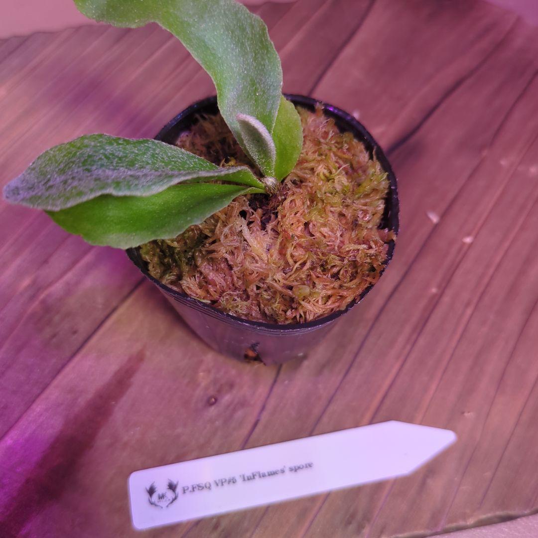 【期間限定出品】胞子培養9株セット/ビカクシダ