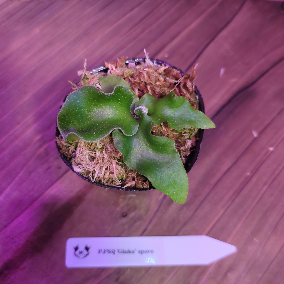 【期間限定出品】胞子培養9株セット/ビカクシダ